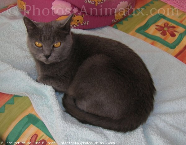 Photo de Chartreux