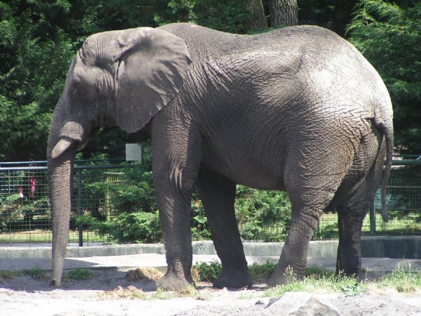 Photo d'Elphant d'afrique