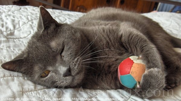 Photo de Chartreux