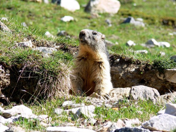 Photo de Marmotte