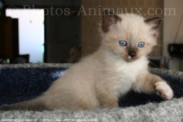 Photo de Ragdoll