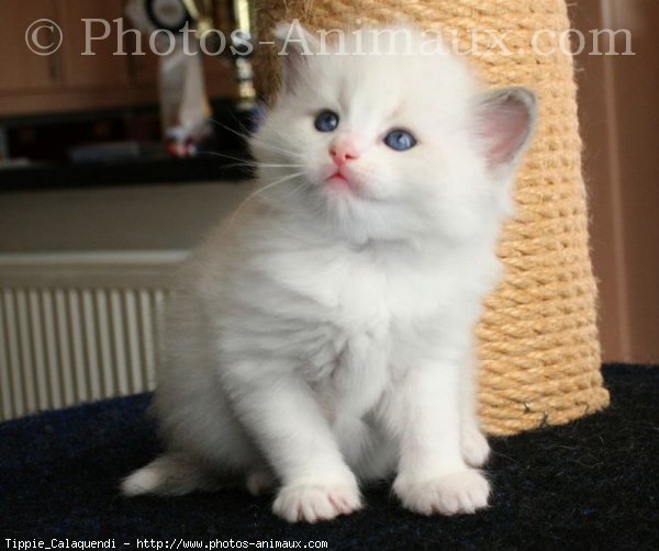 Photo de Ragdoll