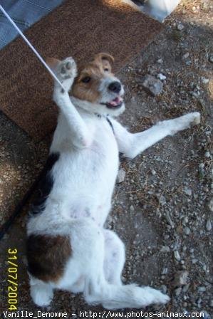 Photo de Fox terrier  poil dur