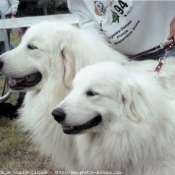 Photo de Chien de montagne des pyrnes