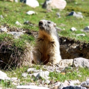 Photo de Marmotte