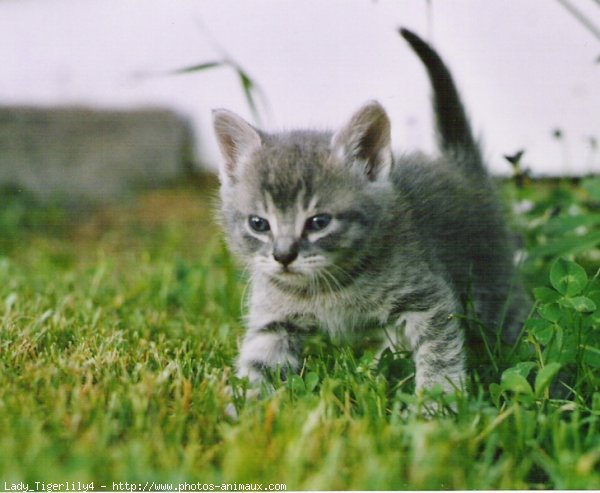 Photo de Chat domestique