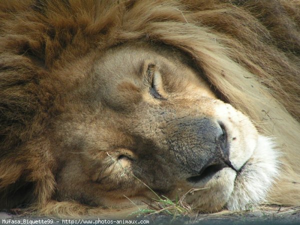 Photo de Lion