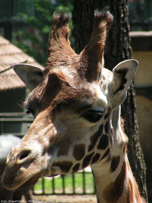 Photo de Girafe