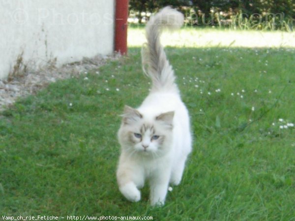 Photo de Ragdoll