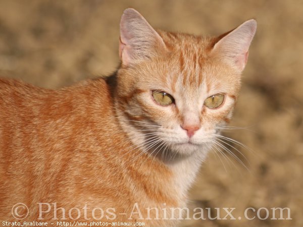 Photo de Chat domestique