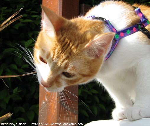 Photo de Chat domestique