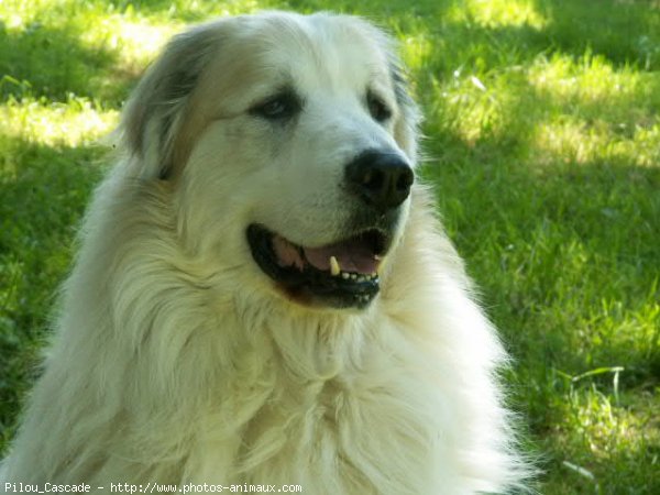 Photo de Chien de montagne des pyrnes