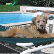 Photo de Terrier irlandais  poils doux