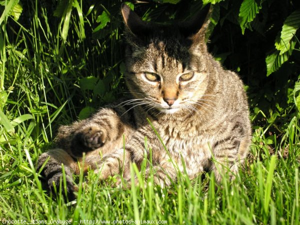 Photo de Chat domestique