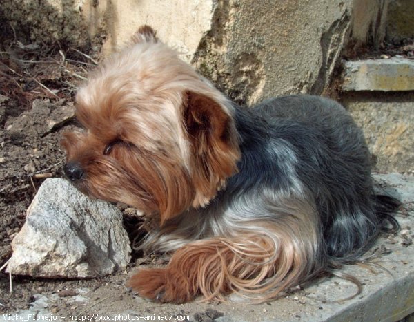 Photo de Yorkshire terrier