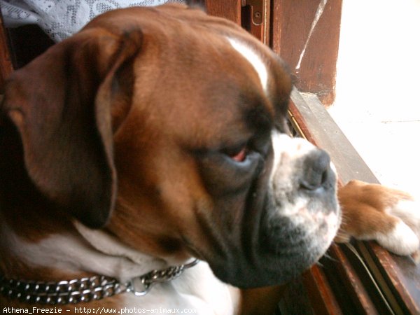 Photo de Boxer