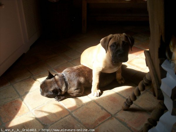 Photo de Bullmastiff