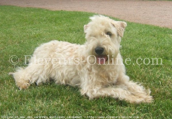 Photo de Terrier irlandais  poils doux