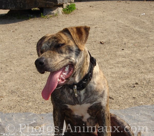 Photo d'American staffordshire terrier