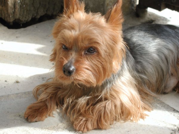 Photo de Yorkshire terrier