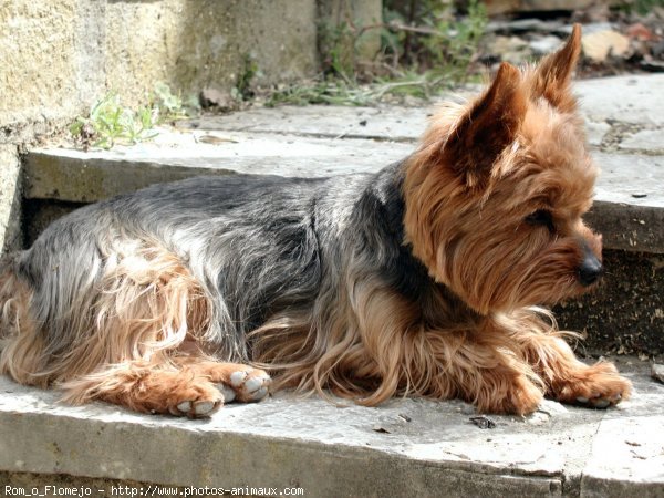 Photo de Yorkshire terrier