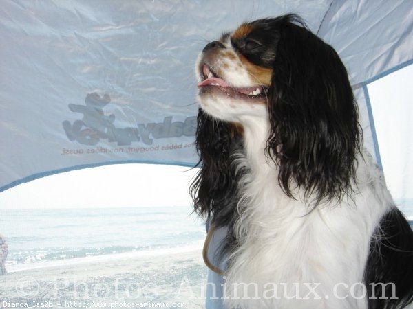 Photo de Cavalier king charles spaniel