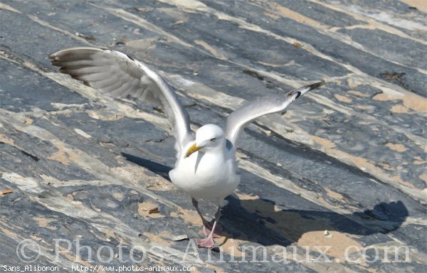 Photo de Mouette