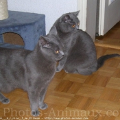 Photo de Chartreux