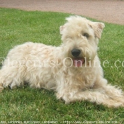 Photo de Terrier irlandais  poils doux