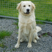 Photo de Labrador retriever