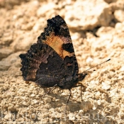 Photo de Papillon