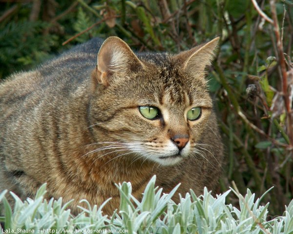 Photo de Chat domestique