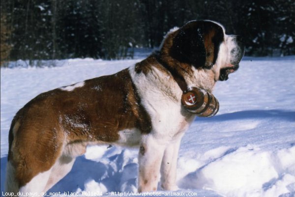 Photo de Saint-bernard poil long