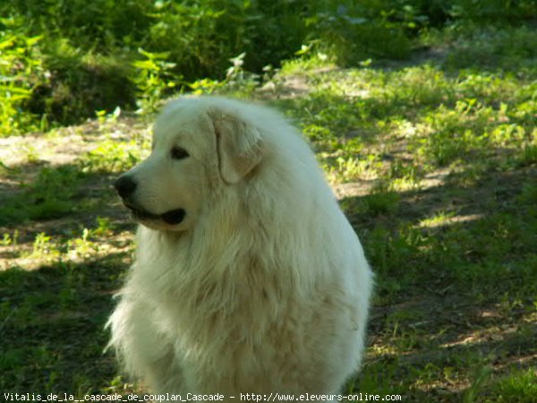 Photo de Chien de montagne des pyrnes