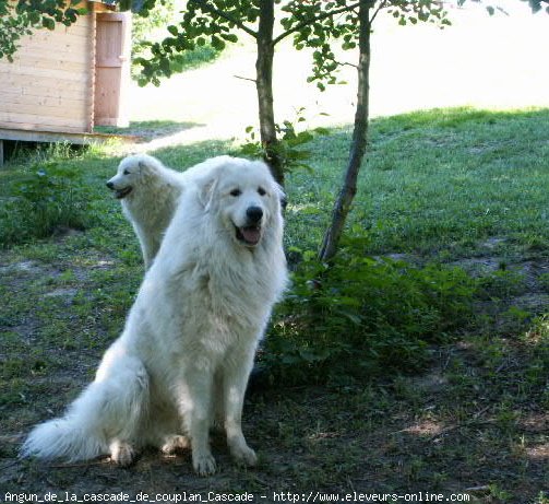 Photo de Chien de montagne des pyrnes