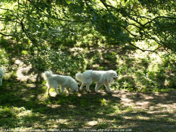 Photo de Chien de montagne des pyrnes