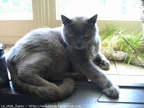 Photo de Chartreux