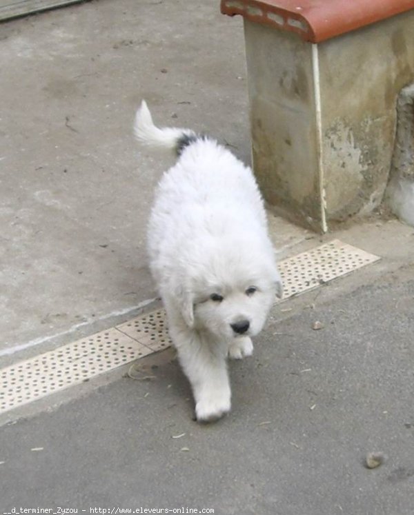 Photo de Chien de montagne des pyrnes