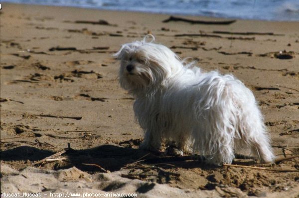 Photo de Bichon maltais