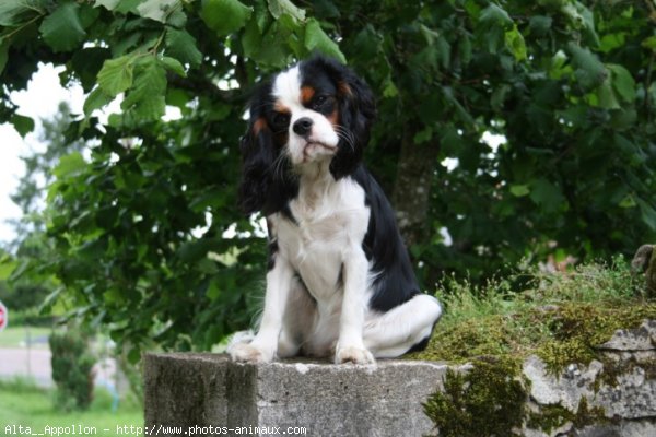 Photo de Cavalier king charles spaniel