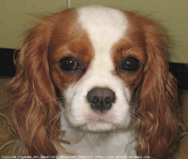 Photo de Cavalier king charles spaniel