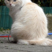 Photo de Ragdoll