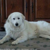 Photo de Chien de montagne des pyrnes