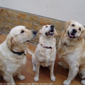 Photo de Golden retriever