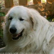 Photo de Chien de montagne des pyrnes