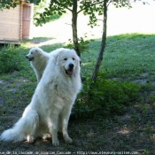 Photo de Chien de montagne des pyrnes