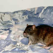 Photo de Rat