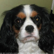 Photo de Cavalier king charles spaniel