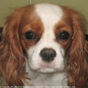 Photo de Cavalier king charles spaniel