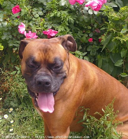 Photo de Boxer